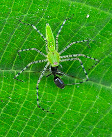 Cerro Hoya National Park spider