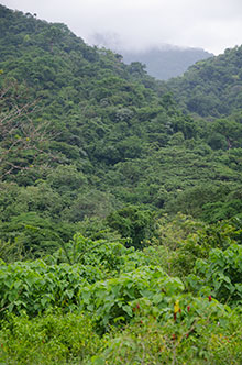 Cerro Hoya National Park mountains