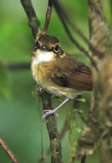 Cerro Hoya National Park bird
