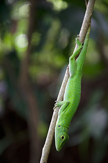 Cerro Hoya National Park tree lizard