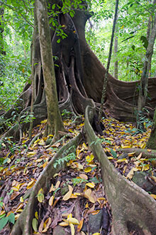 Cerro Hoya National Park tree roots