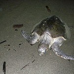 Turtle laying eggs, Malena