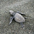 Turtle hatchlings, Malena